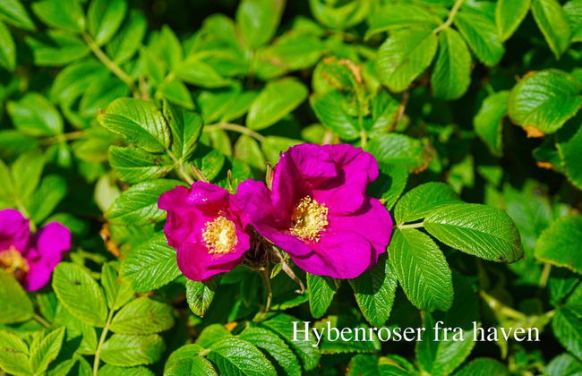 "Ingwald" - 50m from the sea - Foto 9