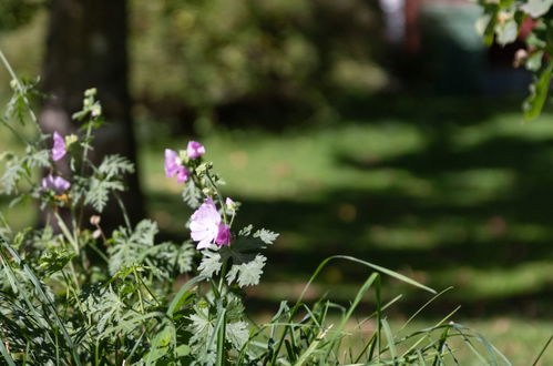 Photo 42 - Maison de 1 chambre à Färgelanda avec jardin