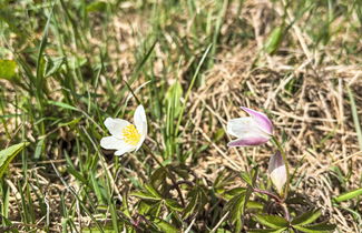 Foto 26 - Appartamento con 1 camera da letto a Pec pod Sněžkou