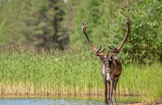 Haus mit 2 Schlafzimmern in Rovaniemi mit sauna - Foto 30