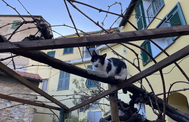 Haus mit 3 Schlafzimmern in Pietrabruna - Foto 21