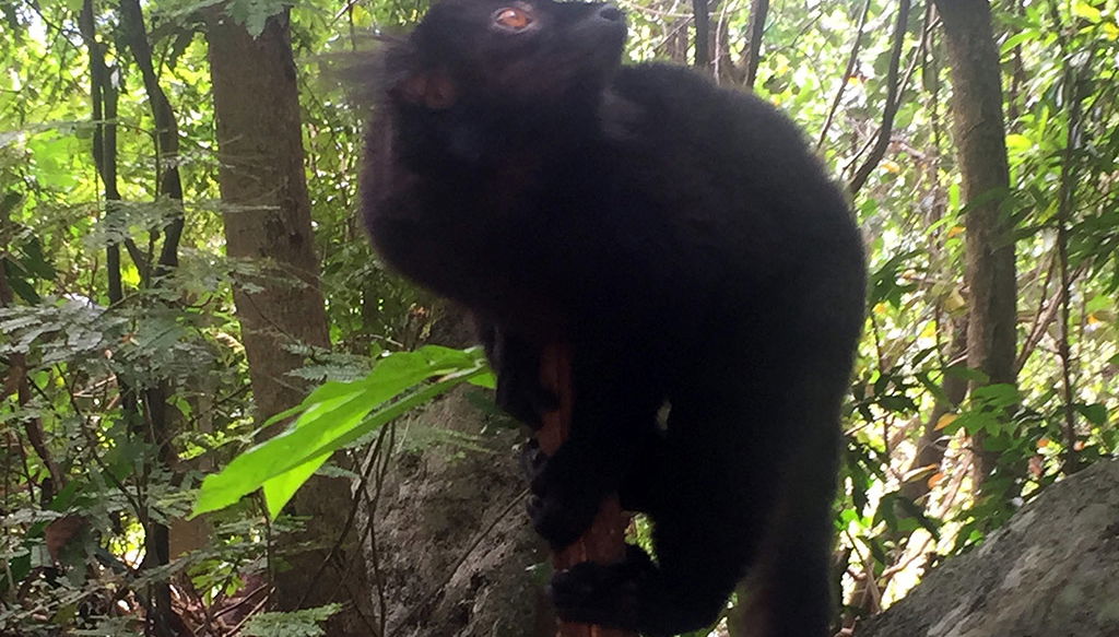 City Tour and Lemurua Land - Photo 1