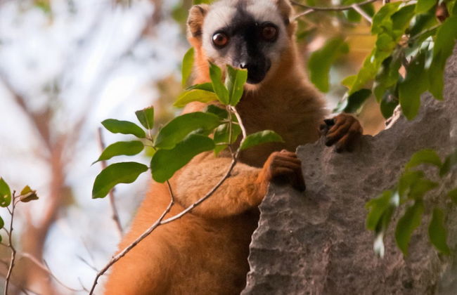Visite de la ville et Lemurua Land - Photo 3