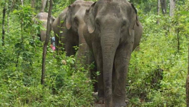 Chiang Mai Antica con cura degli elefanti - Foto 3