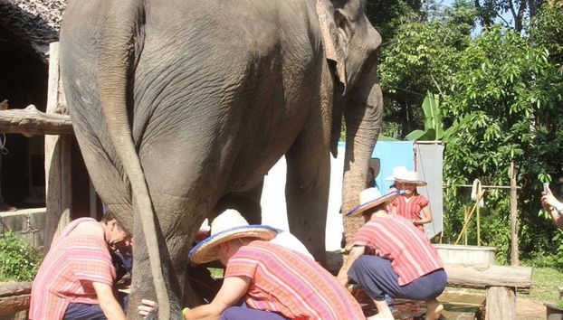 Chiang Mai Antica con cura degli elefanti - Foto 2