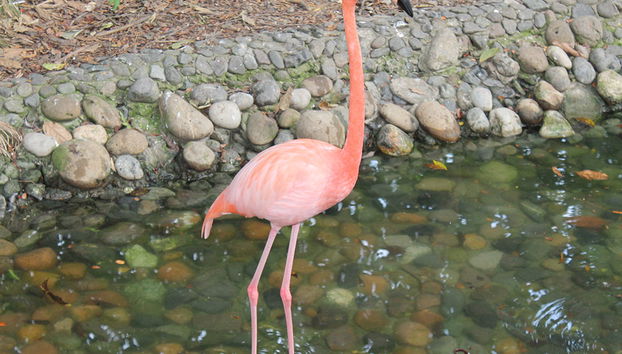 City Tour of Guayaquil + Historical Park - Photo 2