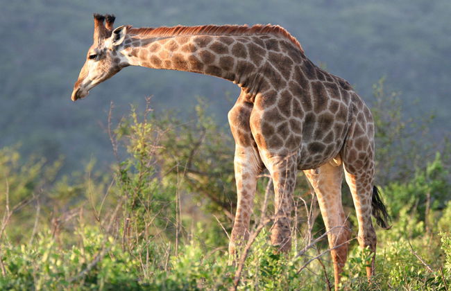 Hluhluwe Imfolozi Park - Full-Day Tour - Photo 2