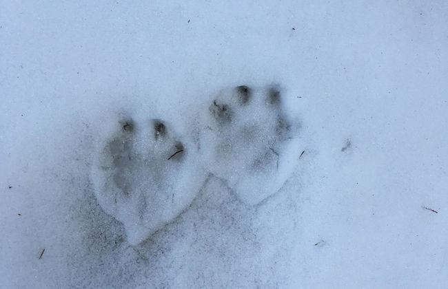 Gwunderstübli - Foto 19