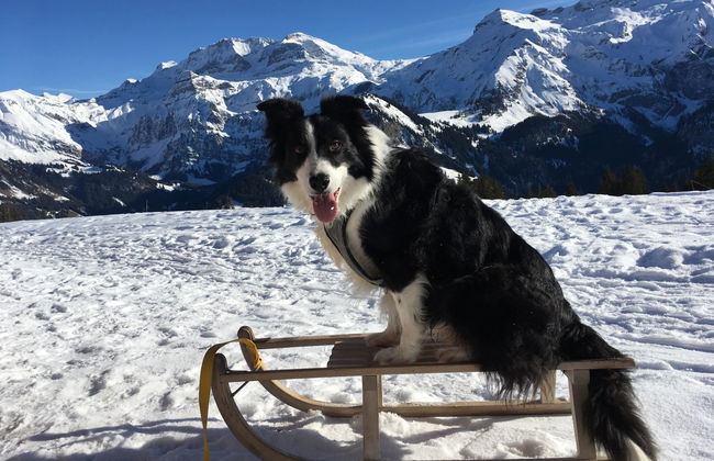 Gwunderstübli - Foto 23