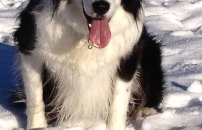 Gwunderstübli - Foto 11