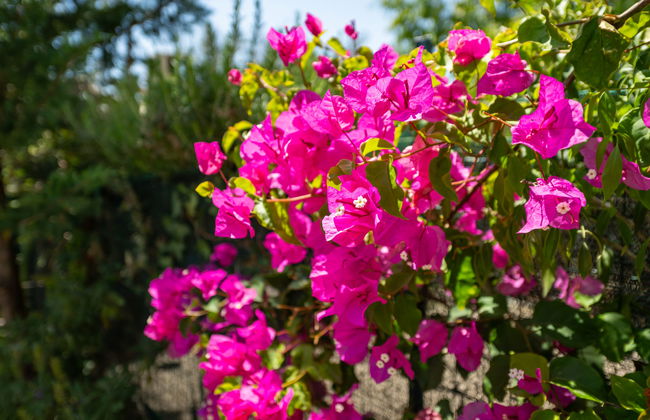 Mandorleto - Foto 31