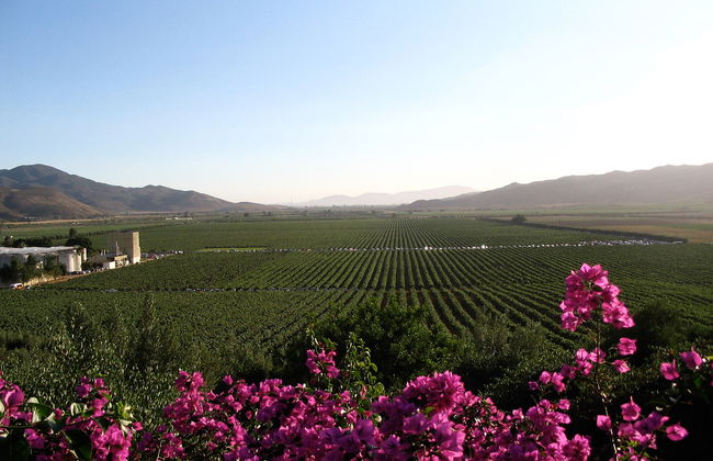 Ruta del vino mexicano con degustación - Tour privado - Foto 2