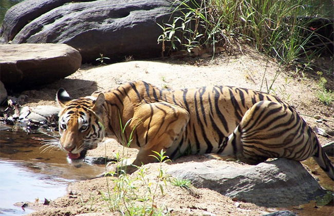 Panna National Park private tour - Photo 1