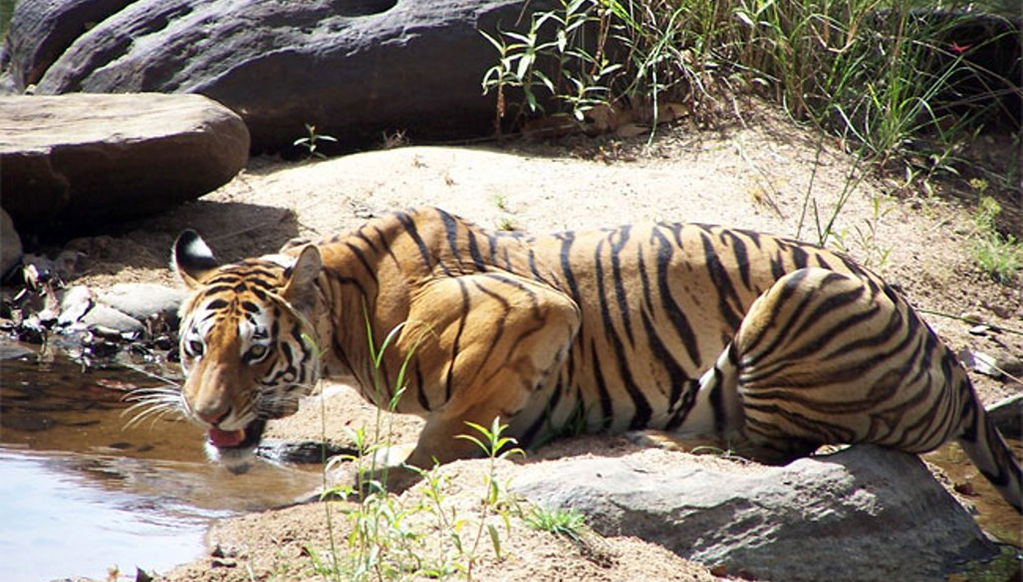 Panna National Park private tour - Foto 1
