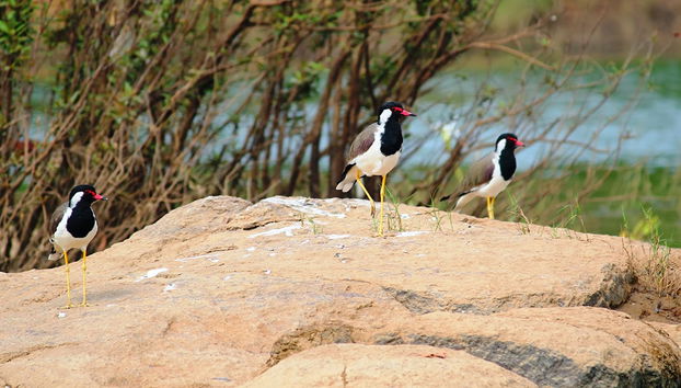 Panna National Park private tour - Foto 4