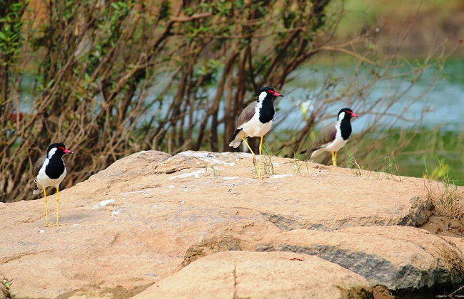 Panna National Park private tour - Photo 4