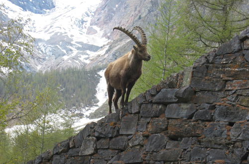 Foto 5 - Appartamento con 2 camere da letto a Saas-Fee