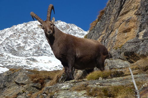 Foto 6 - Appartamento con 2 camere da letto a Saas-Fee