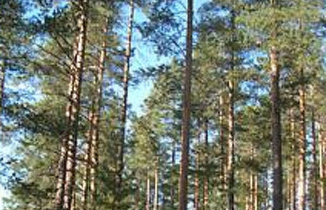 Hietaranta - Photo 9