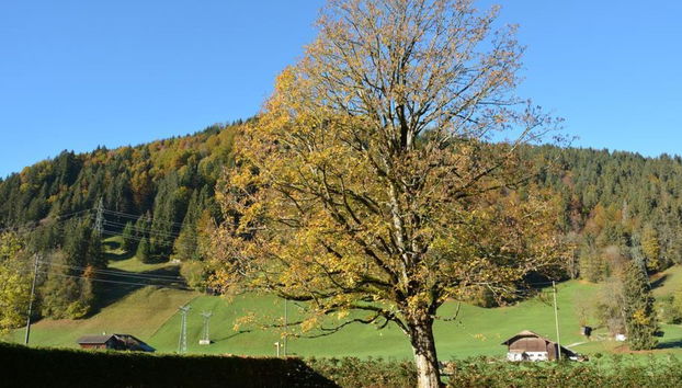 Appartamento con 3 camere da letto a Saanen - Foto 3