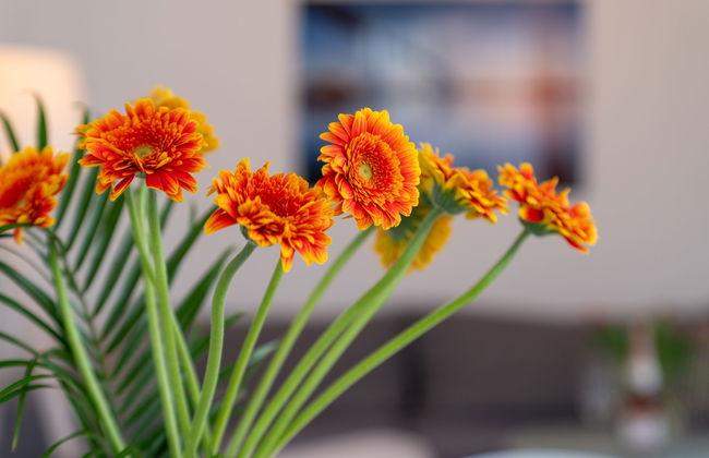 Apartamento de 2 quartos em Sellin com terraço - Foto 5