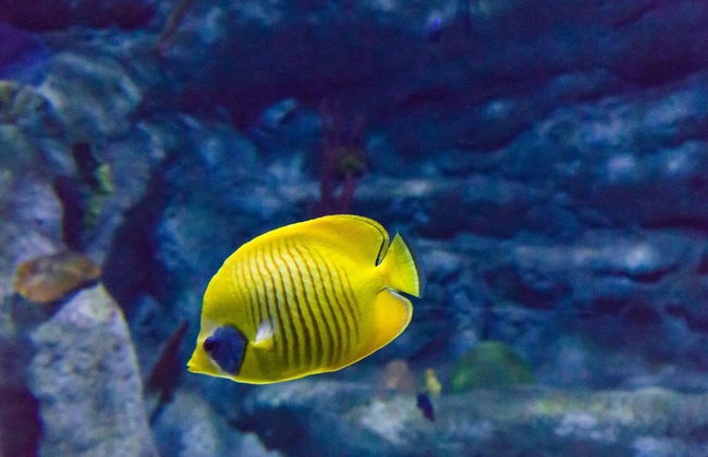 Aquarium Costa de Almería - Foto 3