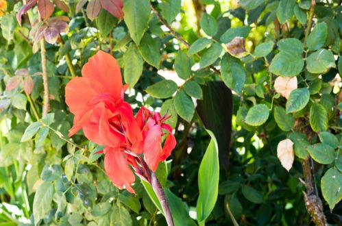 Photo 6 - Apartamentos Flor Da Laranja, Albufeira