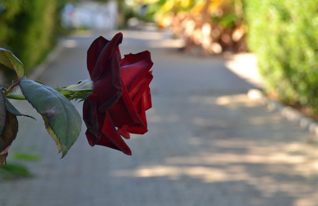 Flor da Laranja - Foto 23