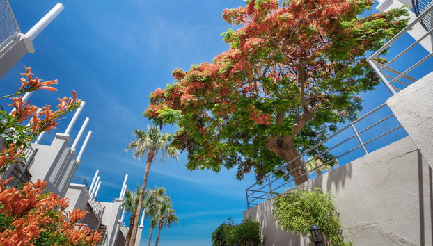 Los Olivos Beach Resort - Foto 2