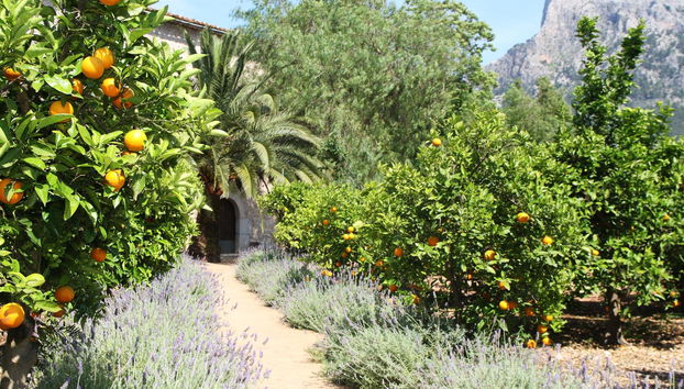 Hotel Finca Ca's Curial - Foto 5