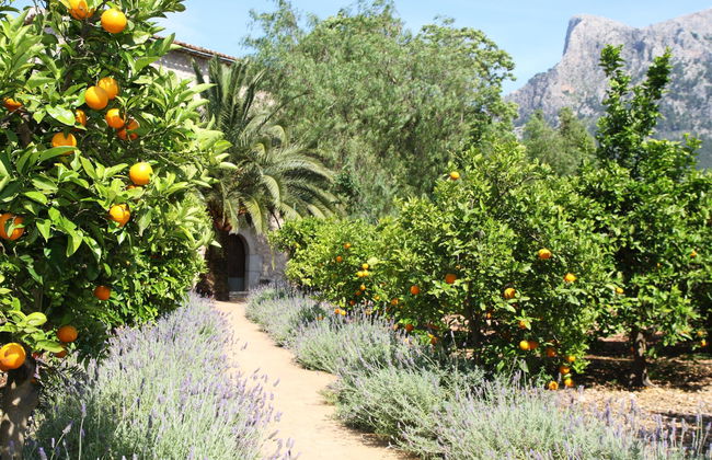 Hotel Finca Ca's Curial - Foto 5