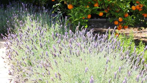 Hotel Finca Ca's Curial - Foto 2