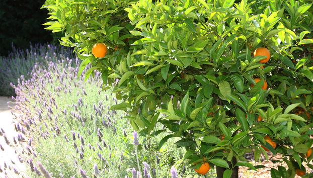 Hotel Finca Ca's Curial - Foto 3