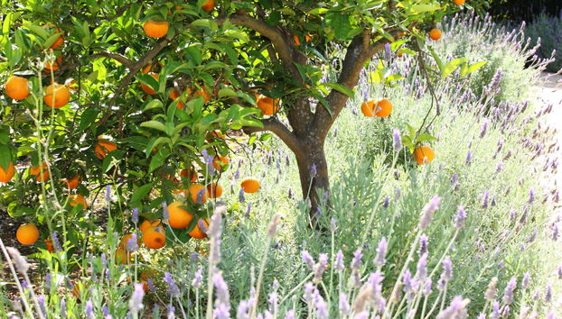 Hotel Finca Ca's Curial - Foto 4