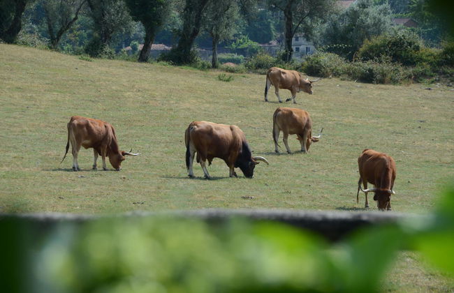 Quinta Do Rapozinho - Foto 2