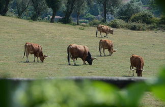 Photo 2 - Quinta Do Rapozinho