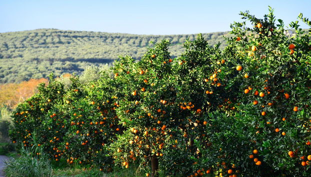 Conte Marino Villas - Photo 3