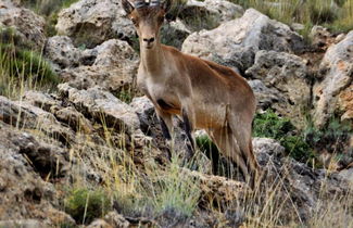 Photo 2 - Apartamentos Rurales Sierra de Gúdar