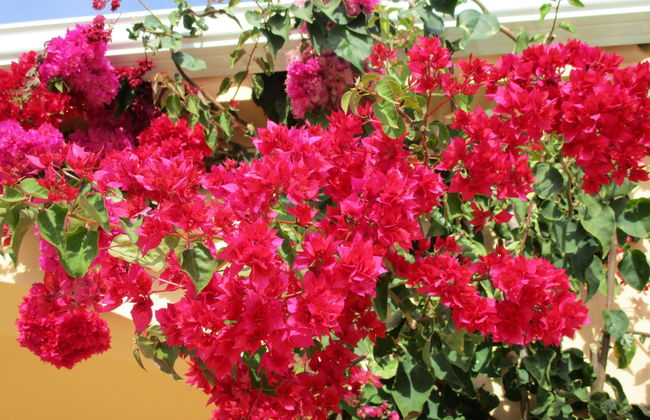 Apartamentos Monte dos Avós, Albufeira - Foto 34