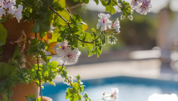 Sa Rota den Palerm - Foto 2