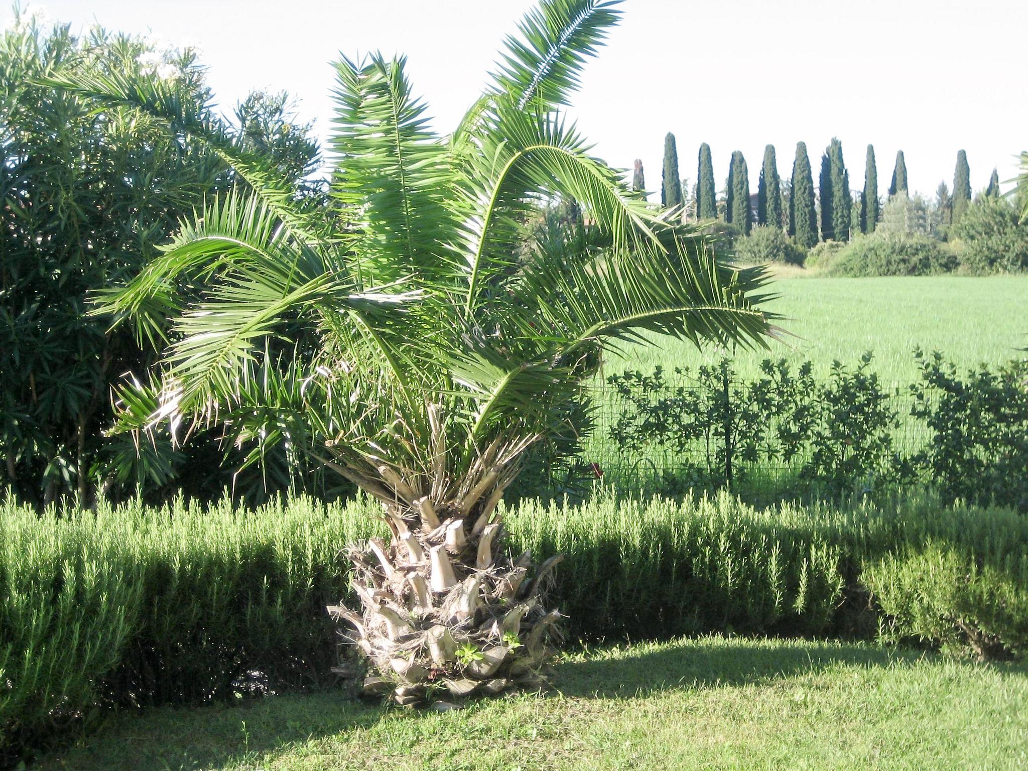 Foto 20 - Appartamento con 2 camere da letto a Lazise con piscina e giardino