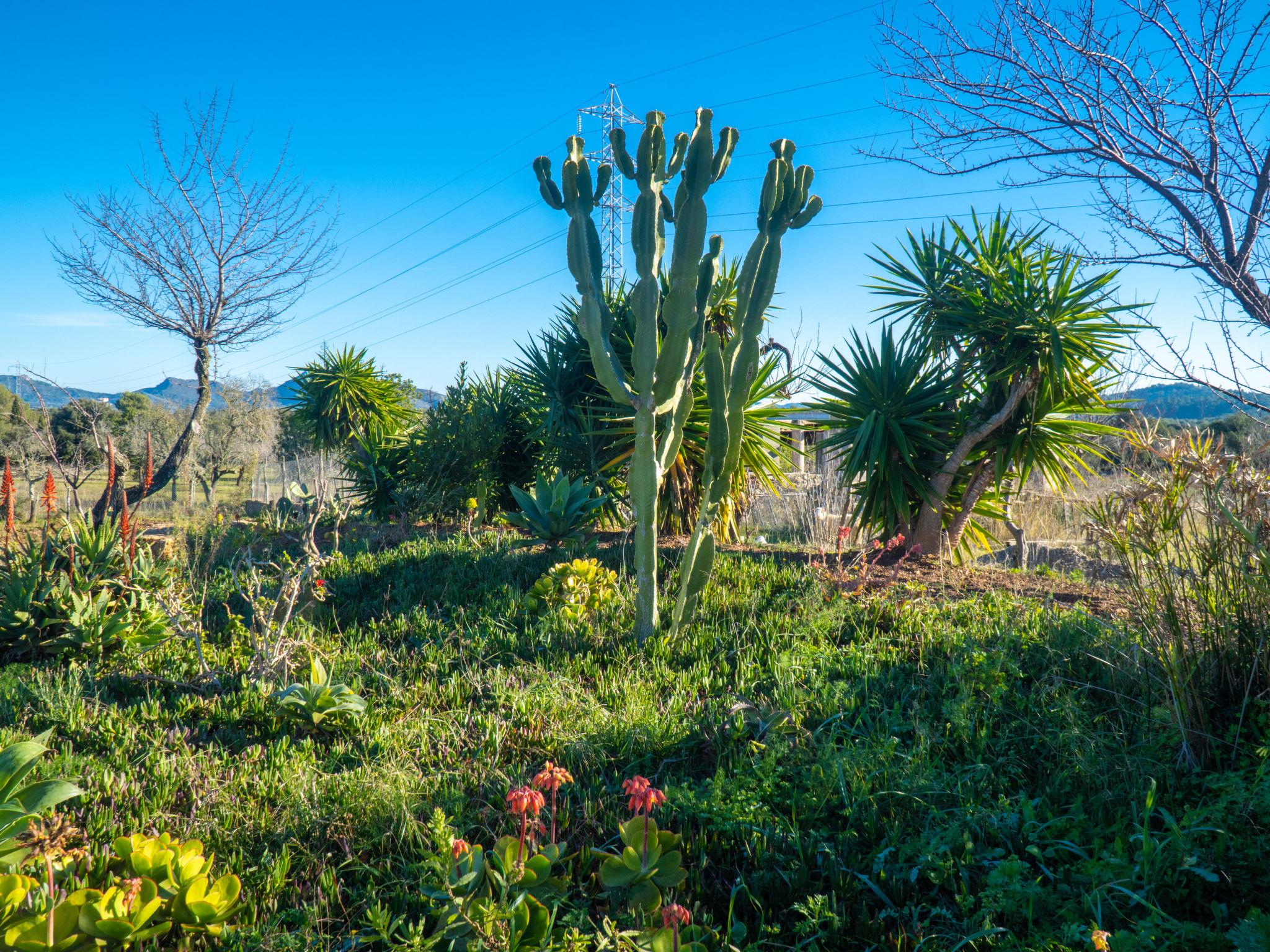 Photo 40 - 4 bedroom House in Artà with private pool and garden