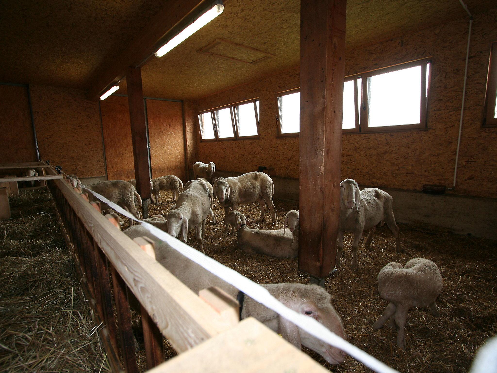 Foto 12 - Apartamento de 2 quartos em Längenfeld com jardim e vista para a montanha