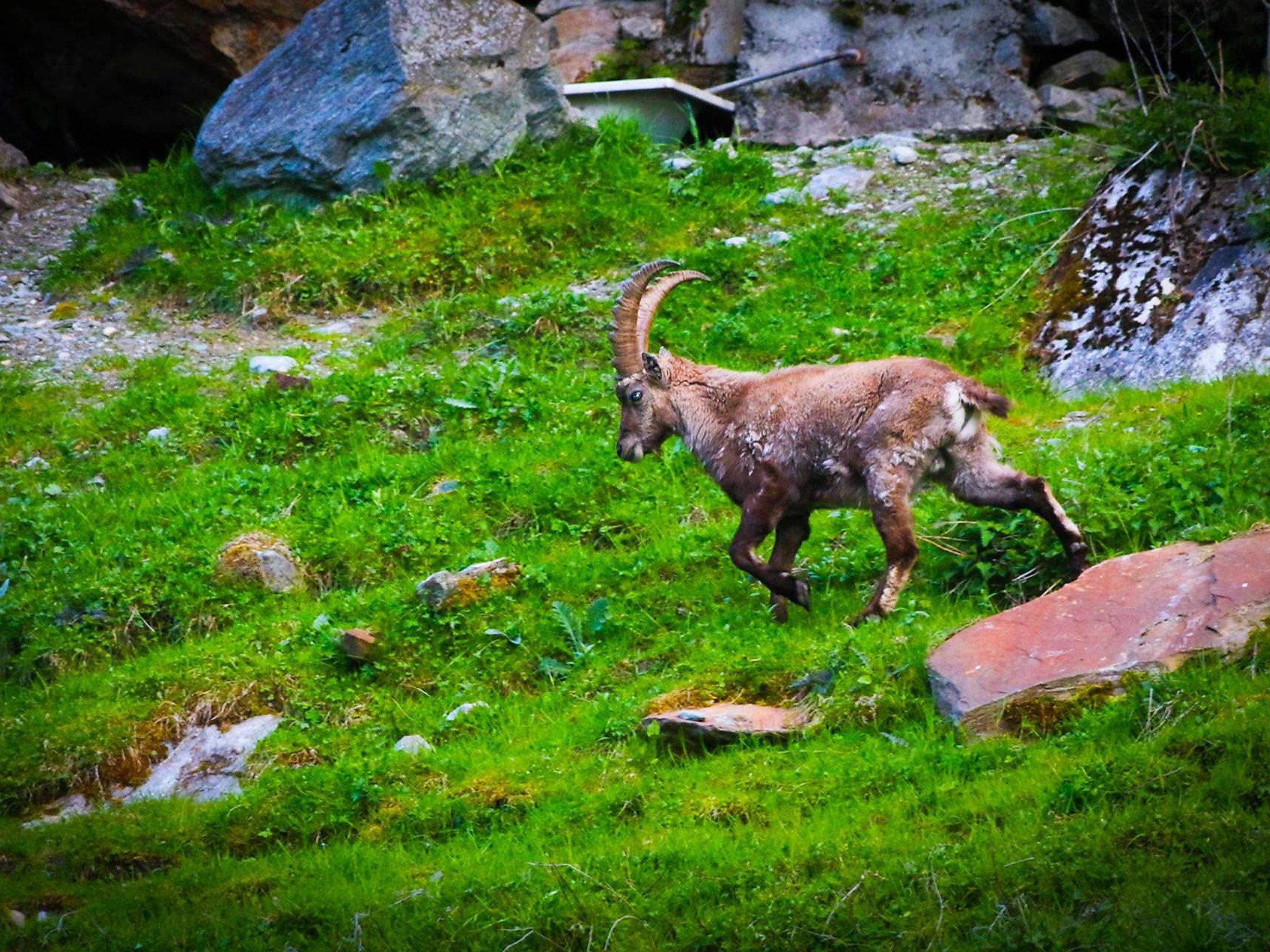 Photo 7 - 2 bedroom Apartment in Saas-Grund