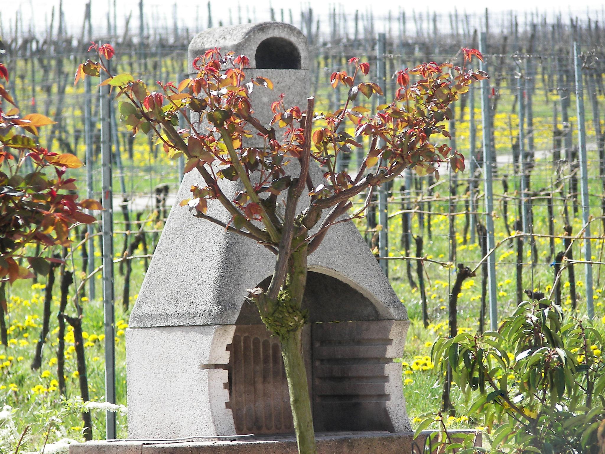 Foto 14 - Appartamento con 1 camera da letto a Vogtsburg im Kaiserstuhl con giardino e terrazza