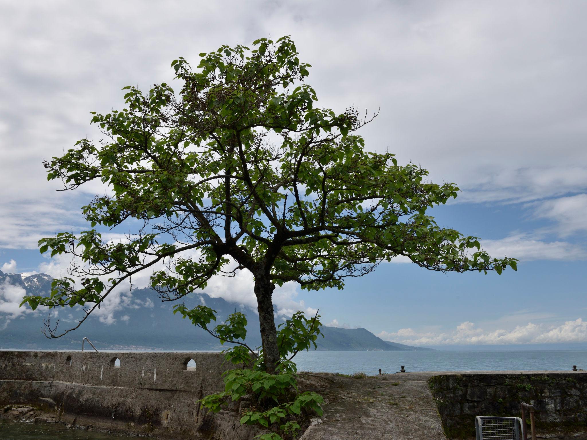 Foto 32 - Casa de 4 habitaciones en Montreux con jardín y vistas a la montaña