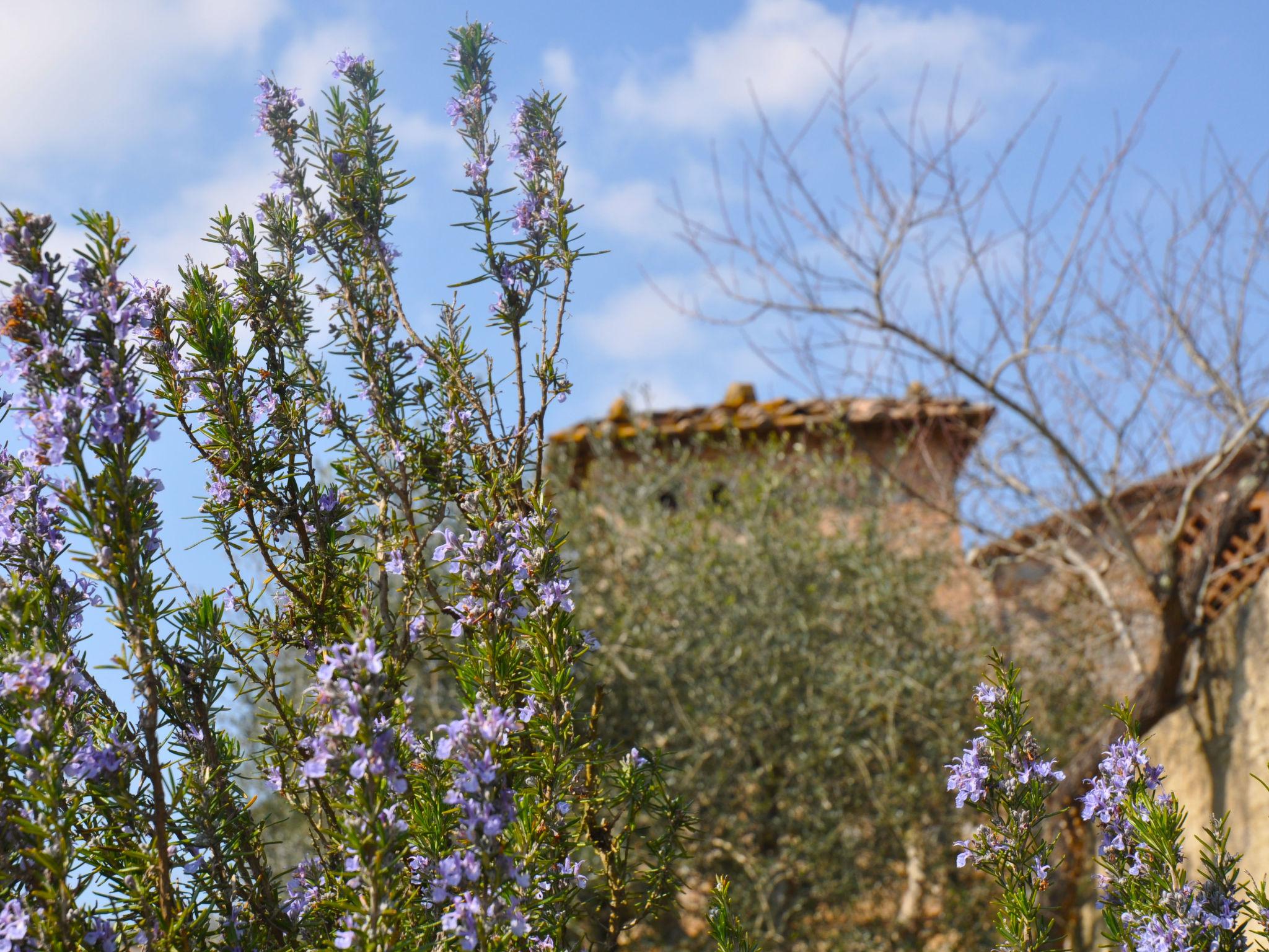 Photo 24 - 2 bedroom Apartment in Sovicille with swimming pool and garden