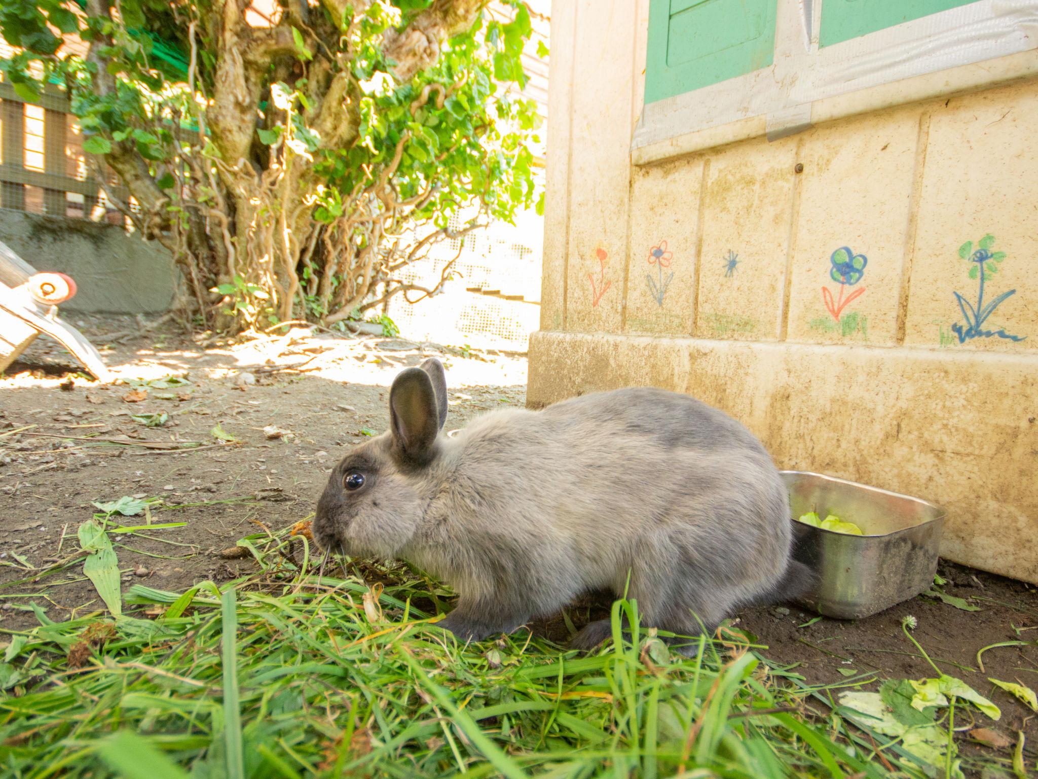 Photo 17 - Appartement en Sankt Gallenkirch avec jardin