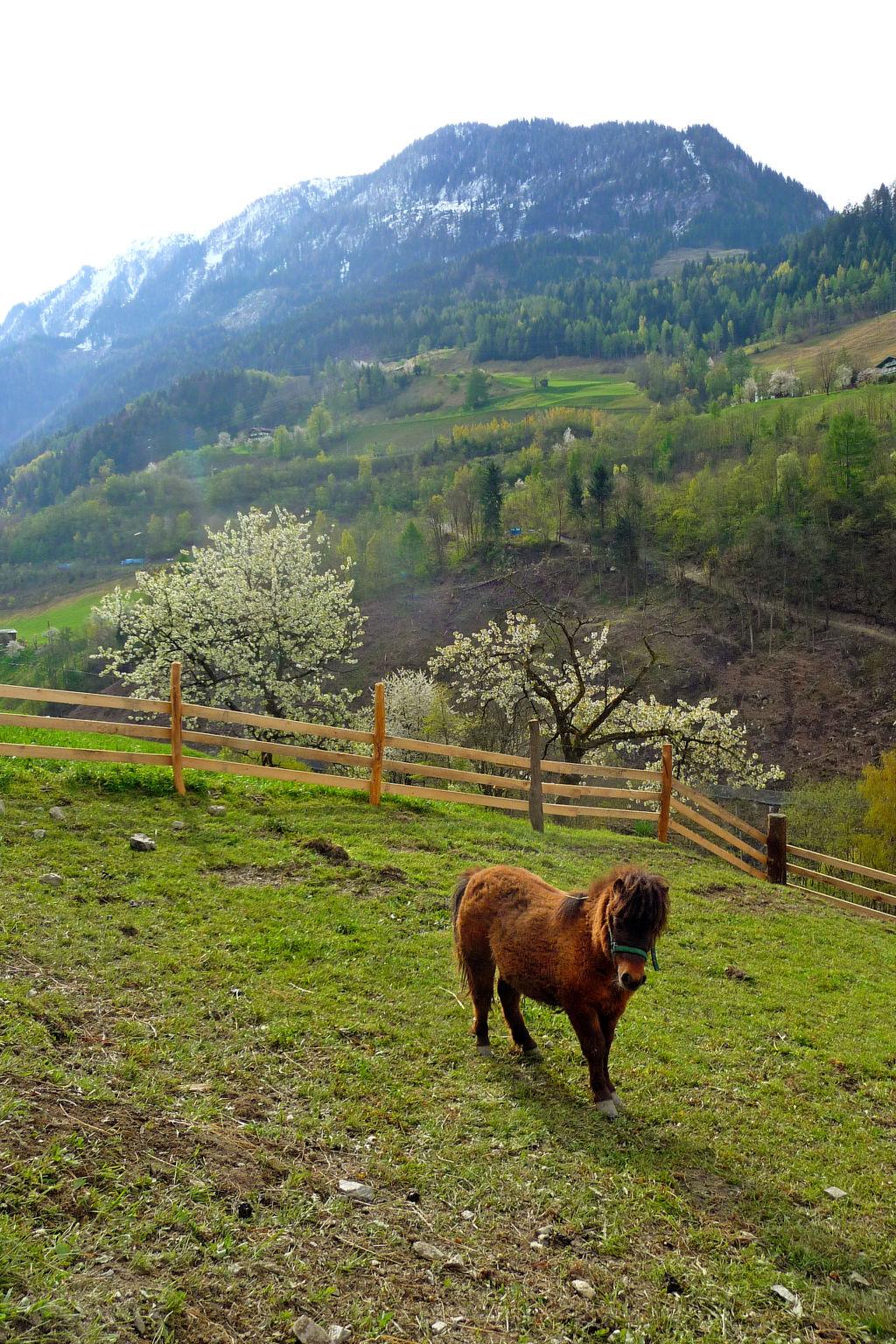 Photo 21 - 1 bedroom Apartment in Goldegg with garden and mountain view