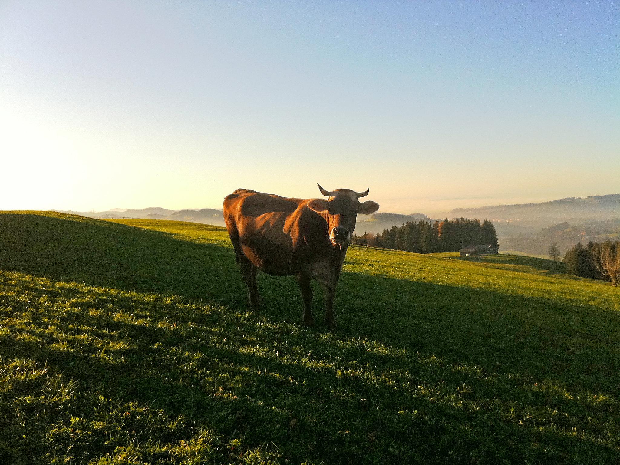 Photo 11 - 2 bedroom Apartment in Schlatt-Haslen with garden and mountain view